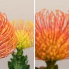 Thumbnail image for Picture this: a camera that lets you “shoot first, focus later”